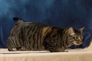 Enlarge Freckles, a Adoptable mixed breed in Chesapeake, VA image 3/3