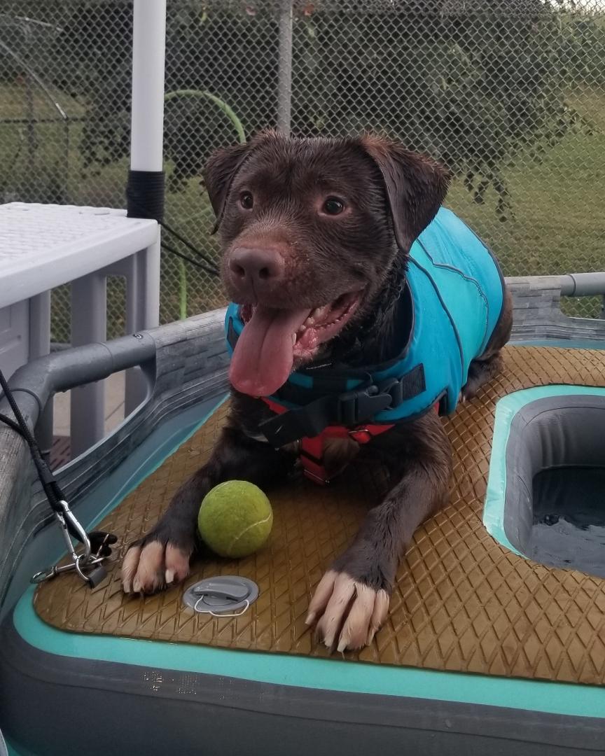 Charlie, a ADOPTABLE mixed breed in Stratford, CT image 4/5