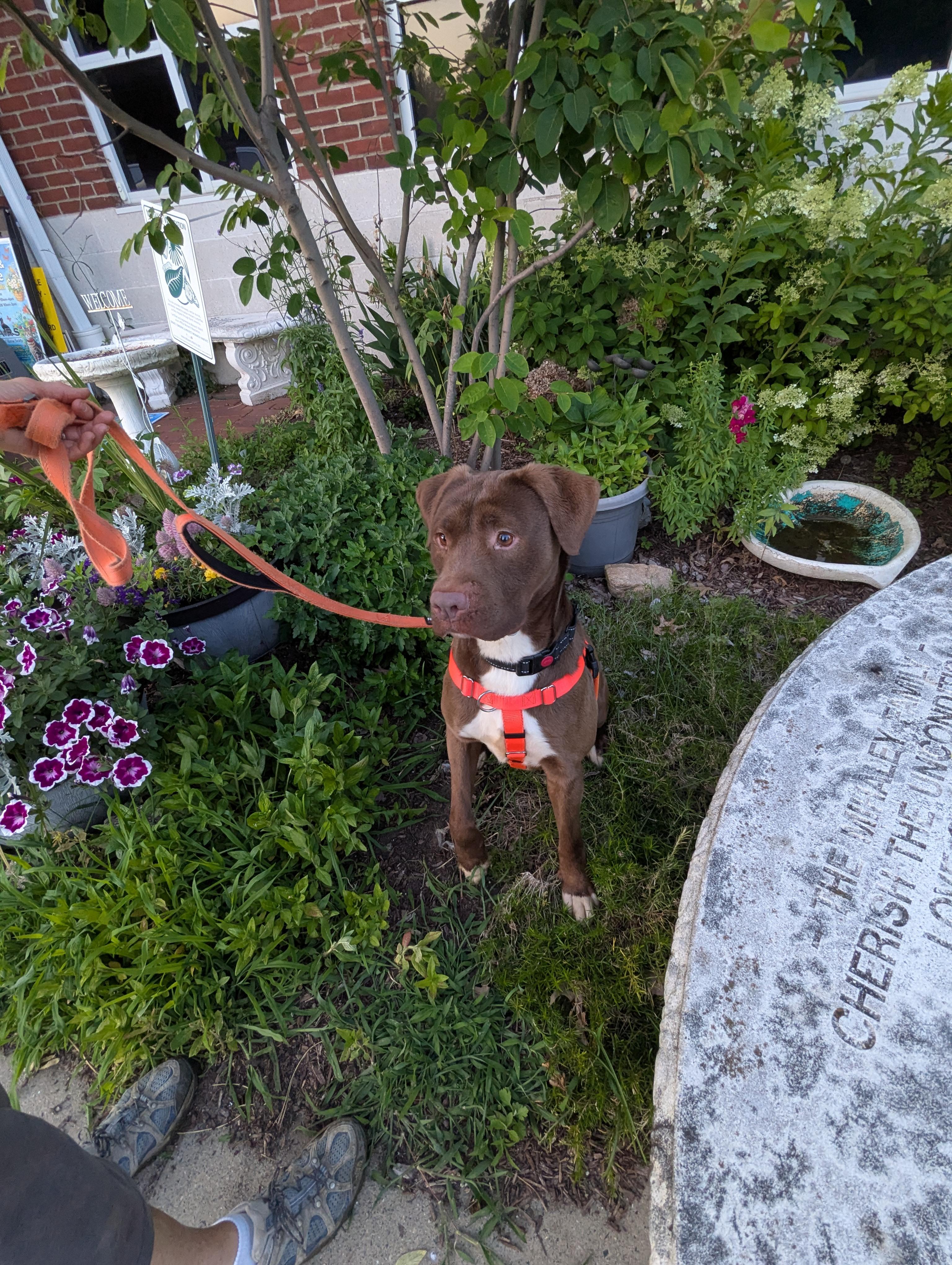 Charlie, a ADOPTABLE mixed breed in Stratford, CT image 2/5