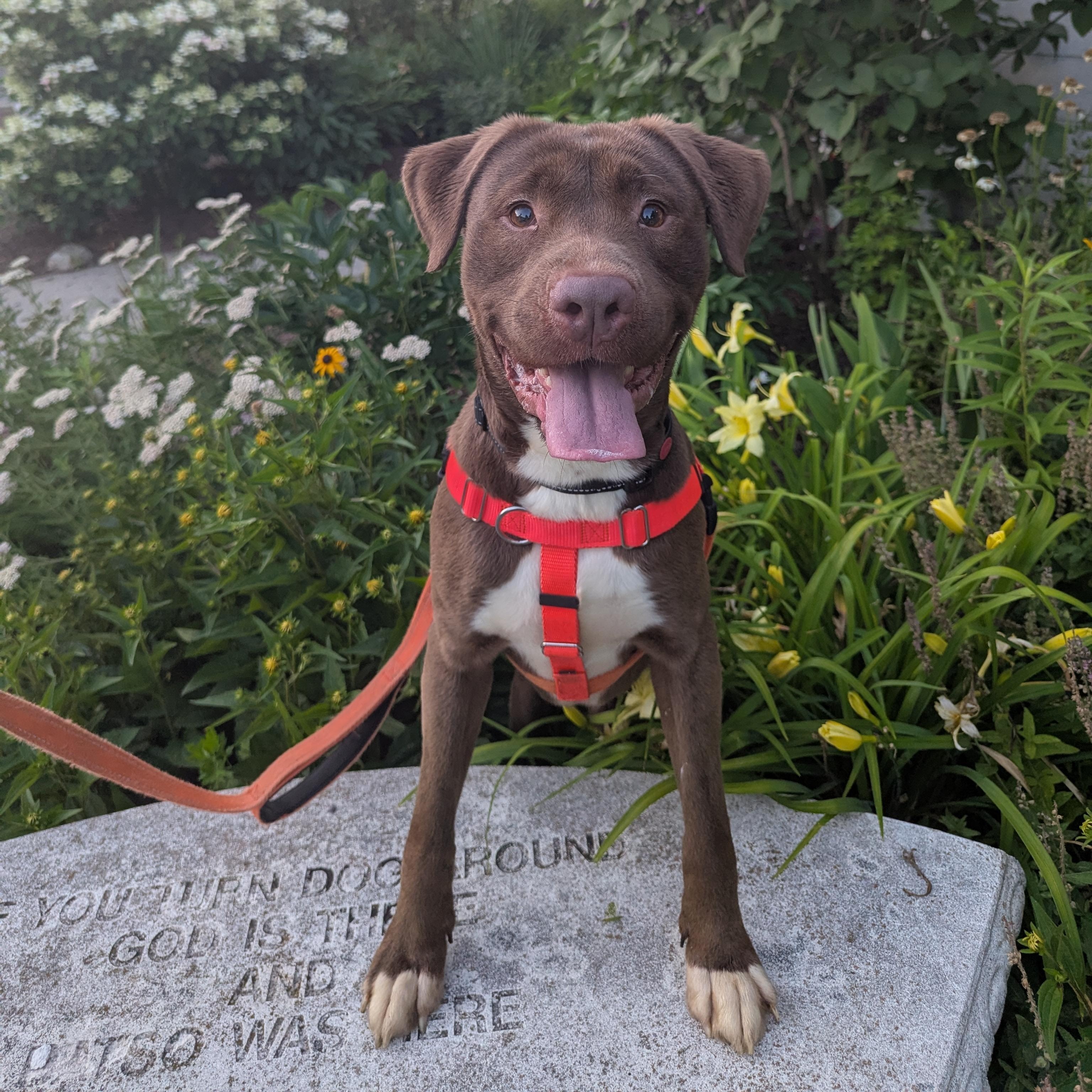 Charlie, a ADOPTABLE mixed breed in Stratford, CT image 1/5