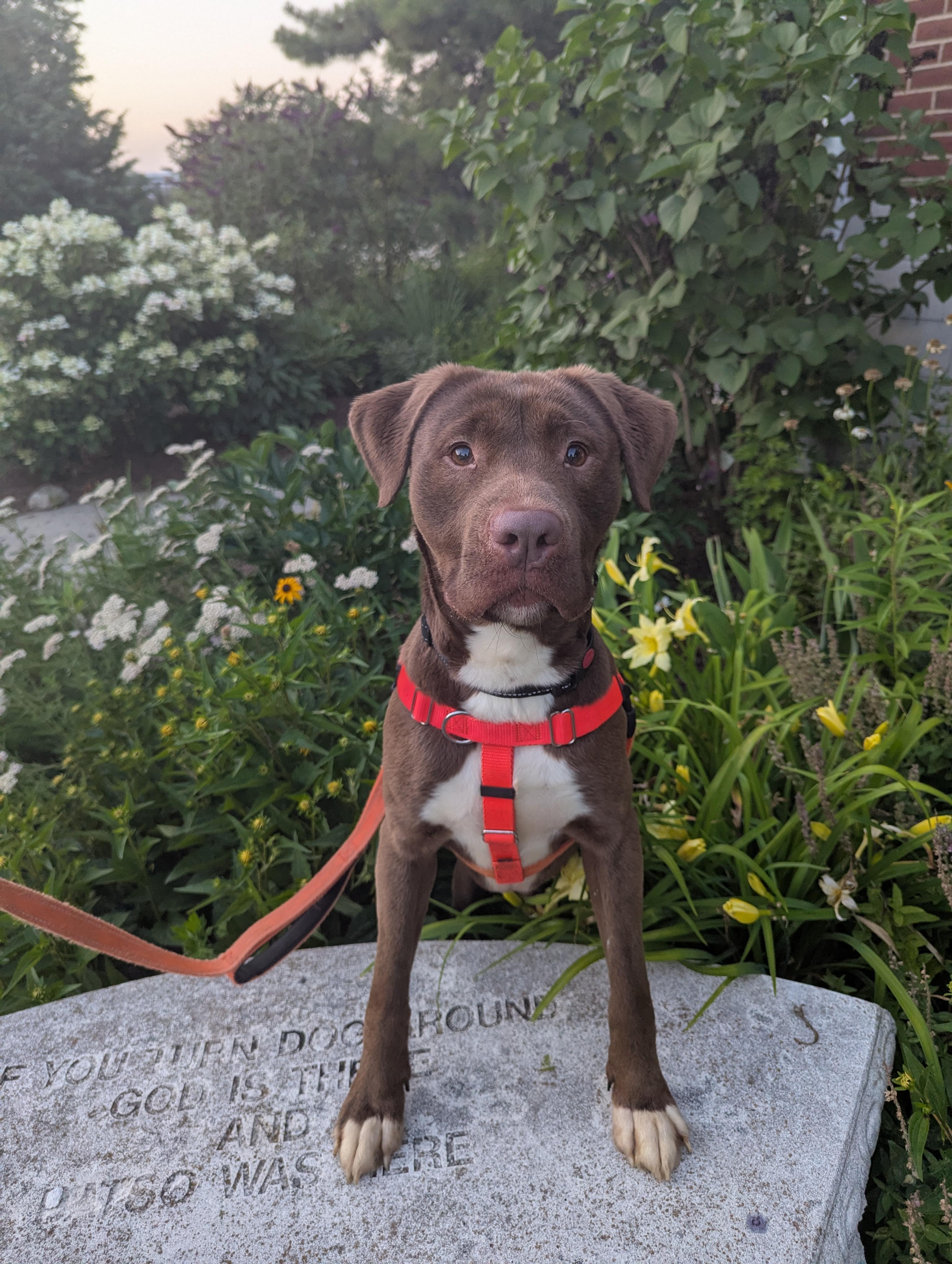 Charlie, a ADOPTABLE mixed breed in Stratford, CT image 5/5