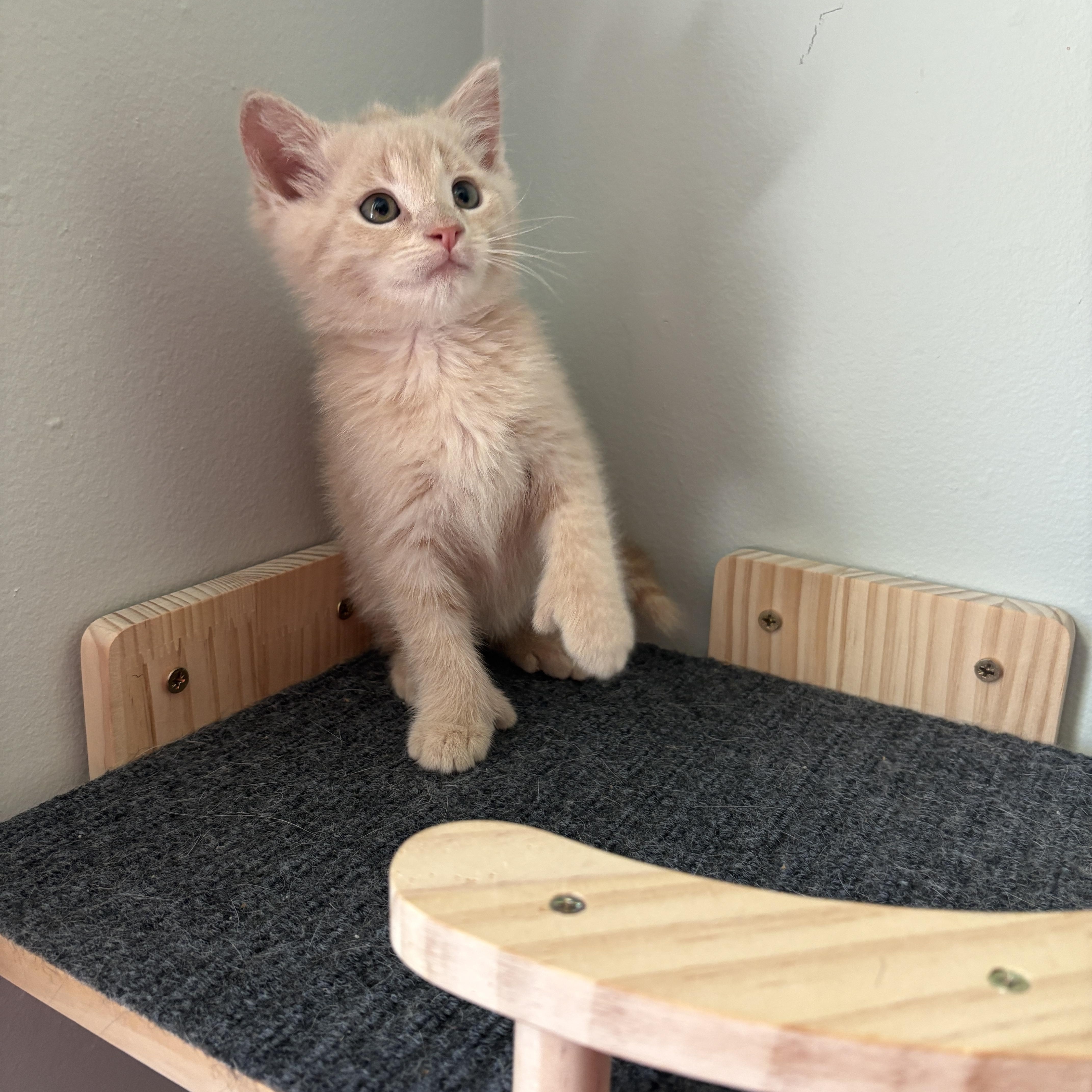 Enlarge Lox (POLYDACTYL), an adopted Domestic Short Hair in Muncie, IN image 2/3