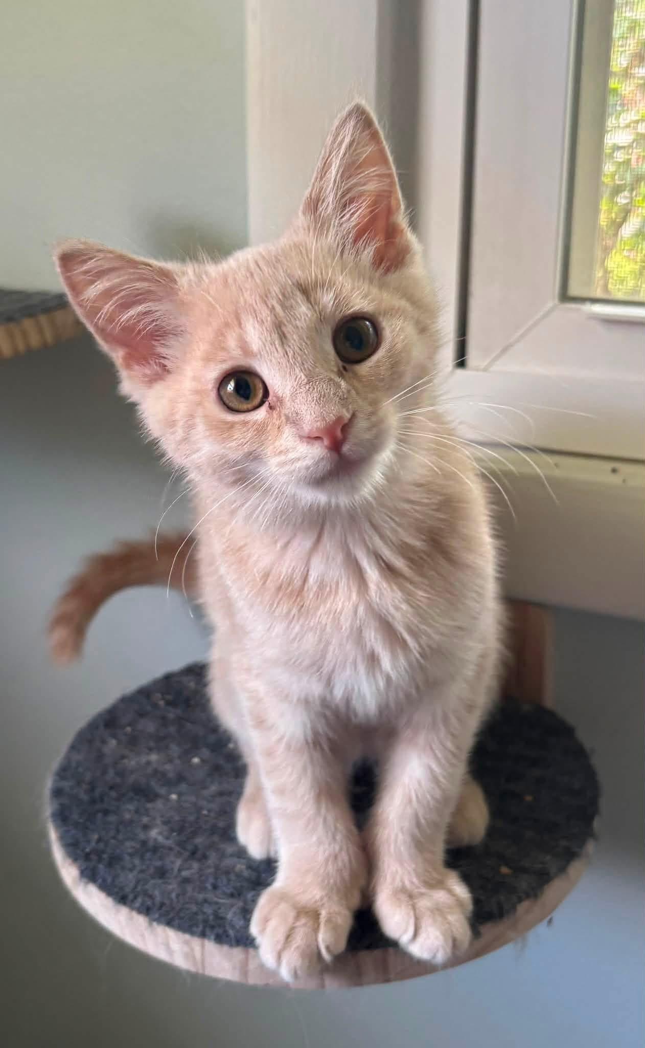 Enlarge Lox (POLYDACTYL), an adopted Domestic Short Hair in Muncie, IN image 1/3