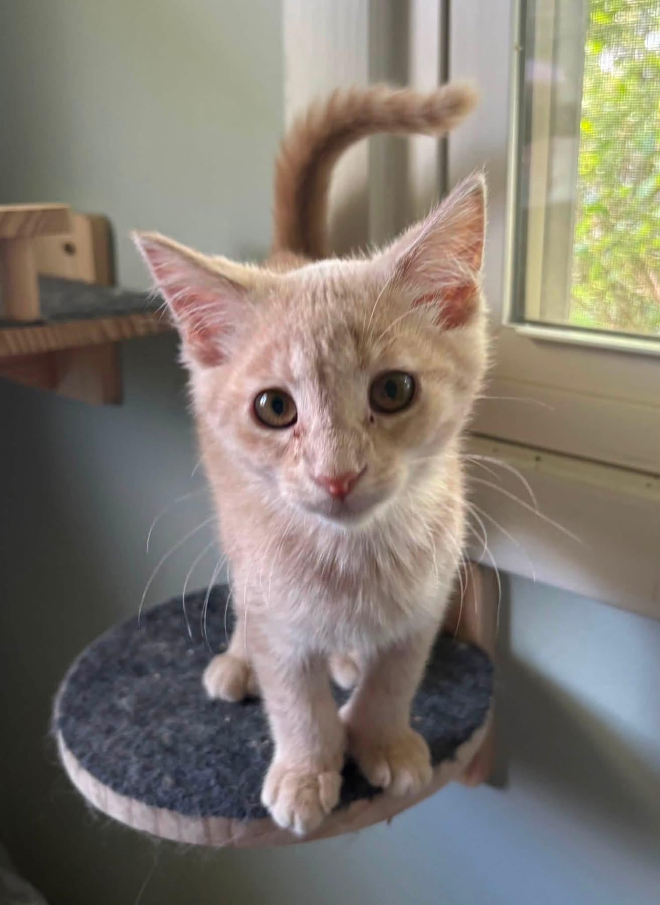 Enlarge Lox (POLYDACTYL), an adopted Domestic Short Hair in Muncie, IN image 3/3