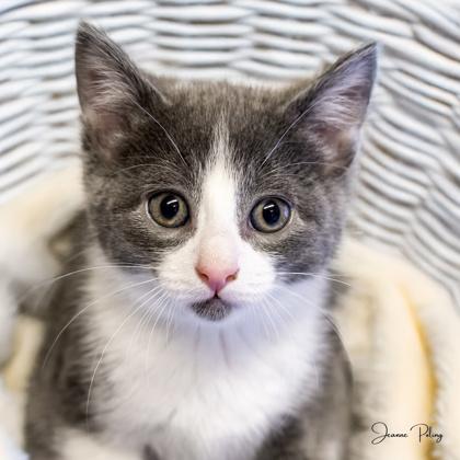 Enya, Adoptable, Kitten Female Domestic Short Hair & Domestic Short Hair.