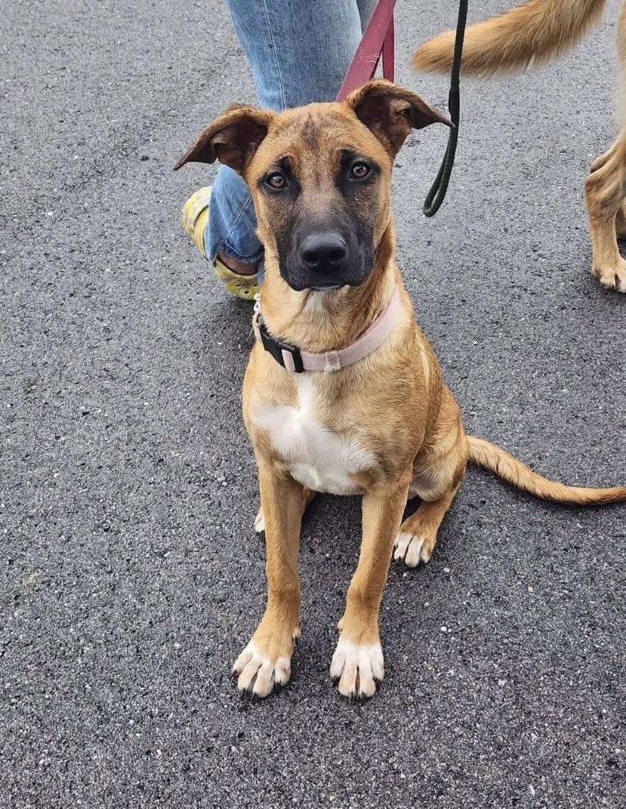 Melody, adopted, Adult Female Mixed Breed.