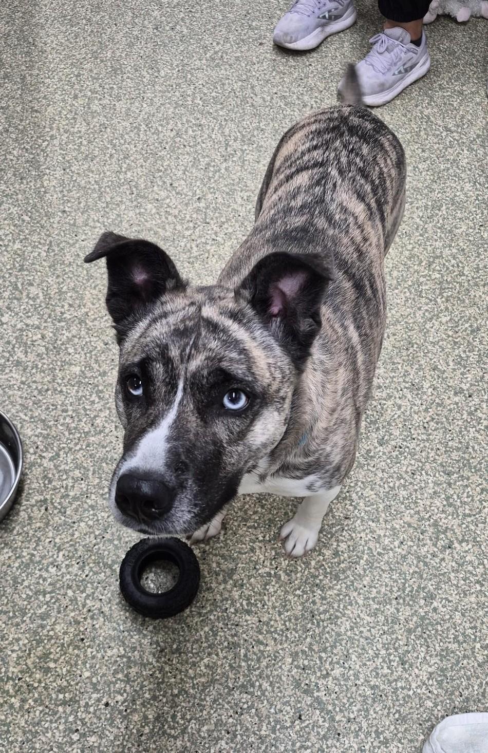 Enlarge Sidney, a Adoptable mixed breed in Warwick, RI image 2/2