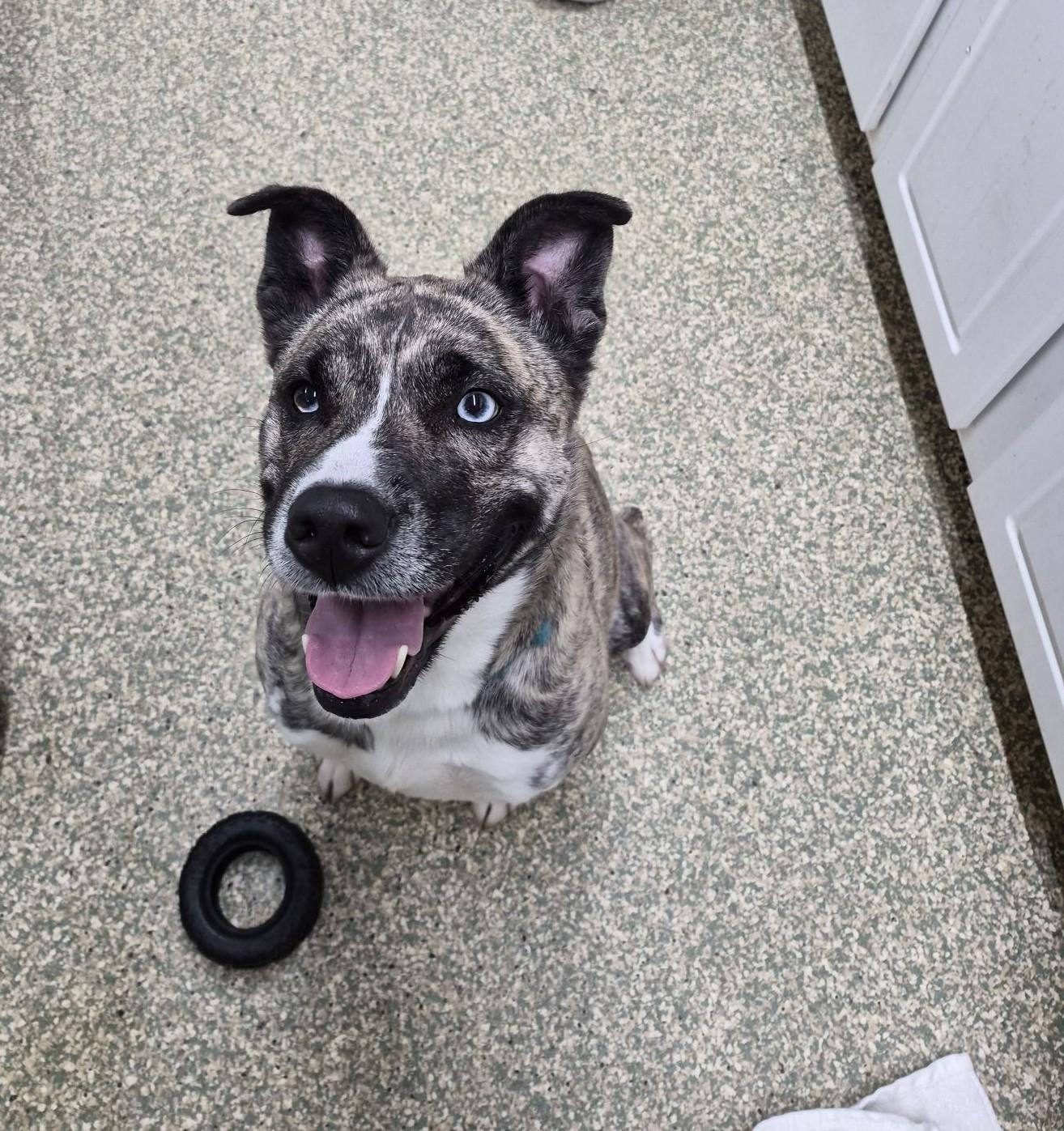 Sidney, Adoptable, Adult Female Siberian Husky & Pit Bull Terrier.