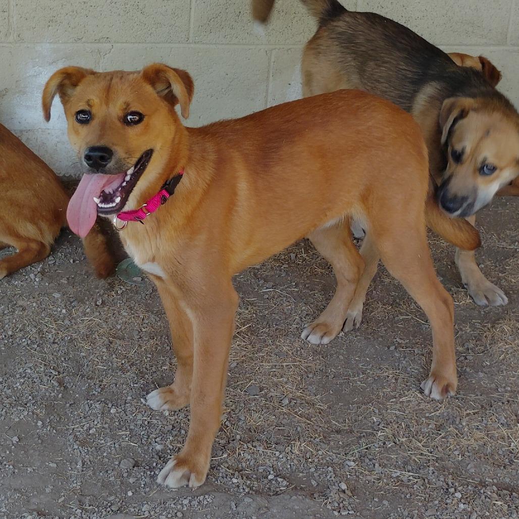 Samson, Adoptable, Young Male Mixed Breed.