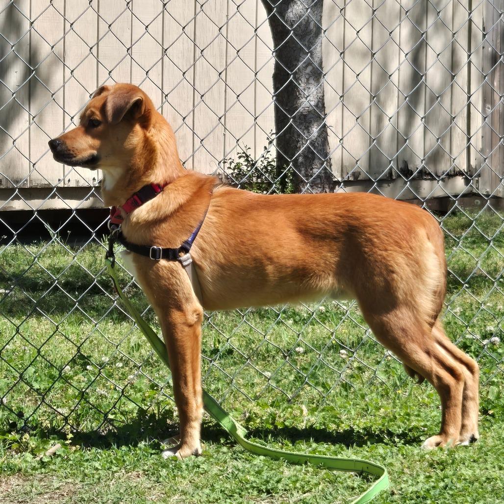 Enlarge Samson, a Adoptable Mixed Breed in Tulsa, OK image 2/6