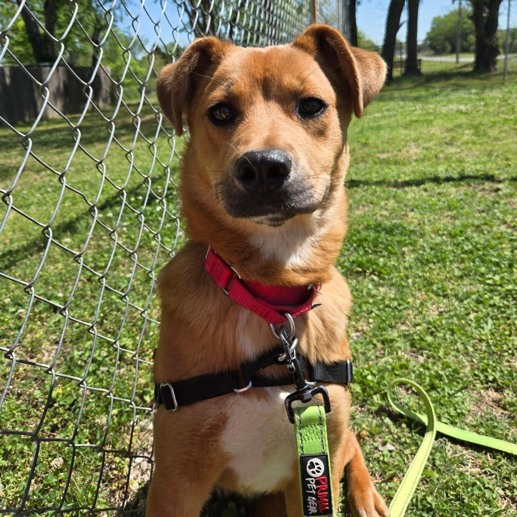 Enlarge Samson, a Adoptable Mixed Breed in Tulsa, OK image 3/6