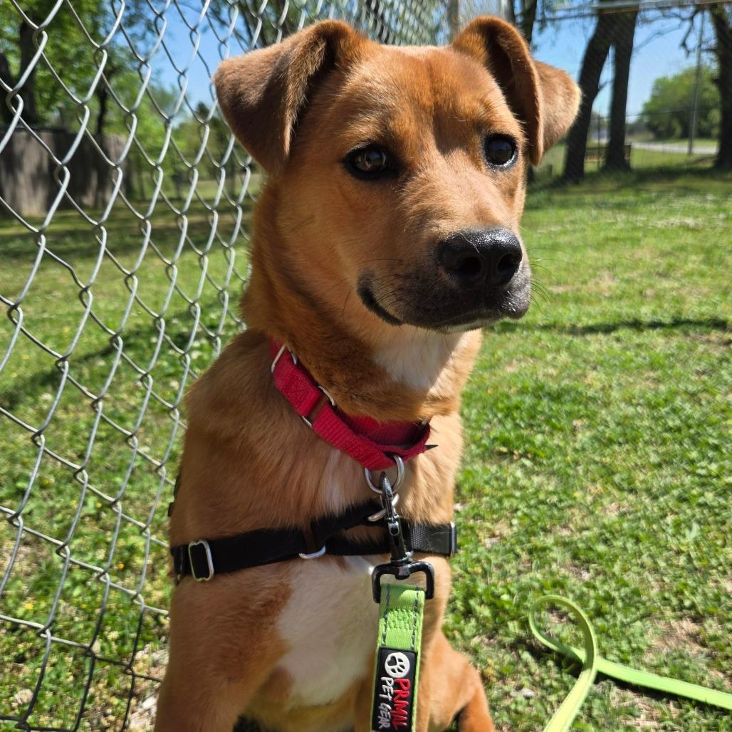 Enlarge Samson, a Adoptable Mixed Breed in Tulsa, OK image 4/6
