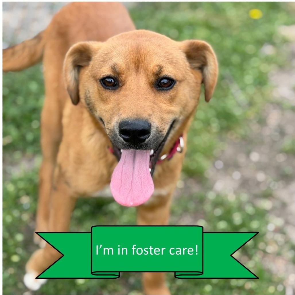 Enlarge Samson, a Adoptable Mixed Breed in Tulsa, OK image 5/6