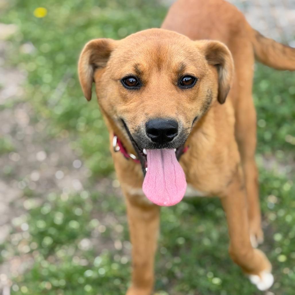 Enlarge Samson, a Adoptable Mixed Breed in Tulsa, OK image 6/6