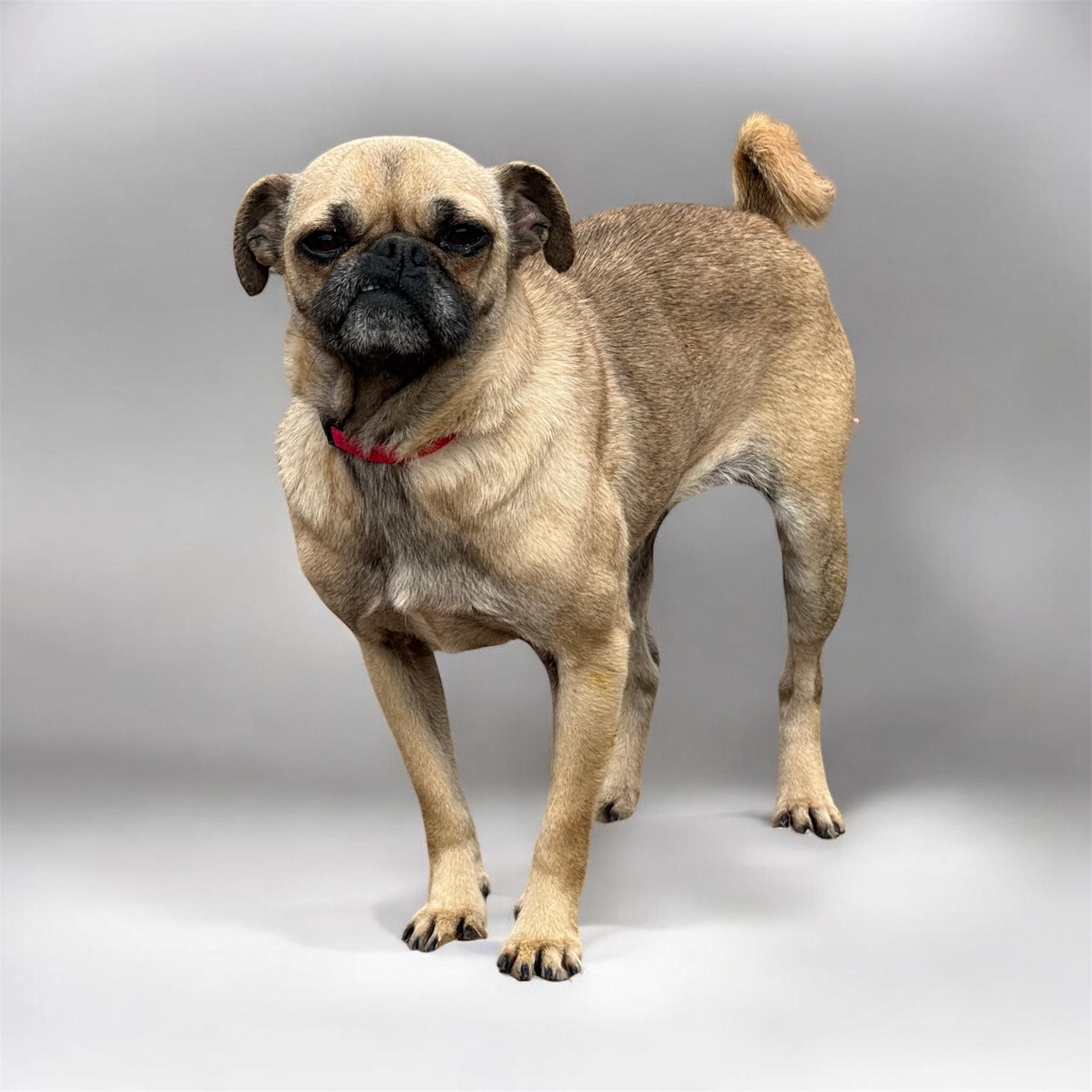 Enlarge Suri, a ADOPTABLE Pug in South Saint Paul, MN image 5/5