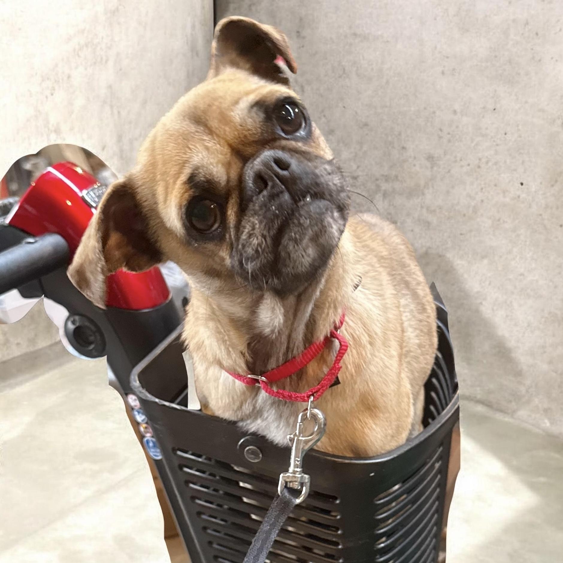 Suri, ADOPTABLE, Young Female Pug.