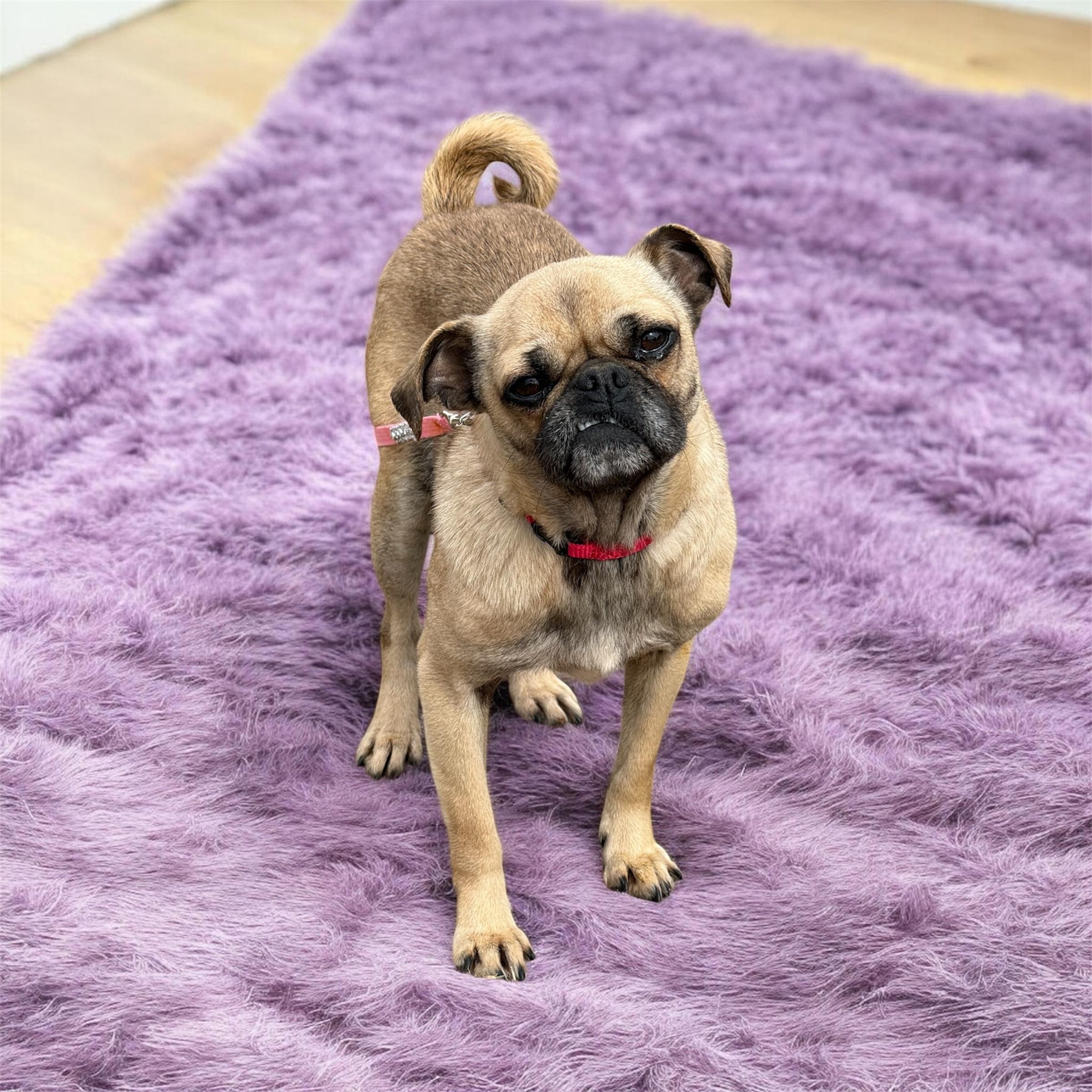 Suri, ADOPTABLE, Young Female Pug.