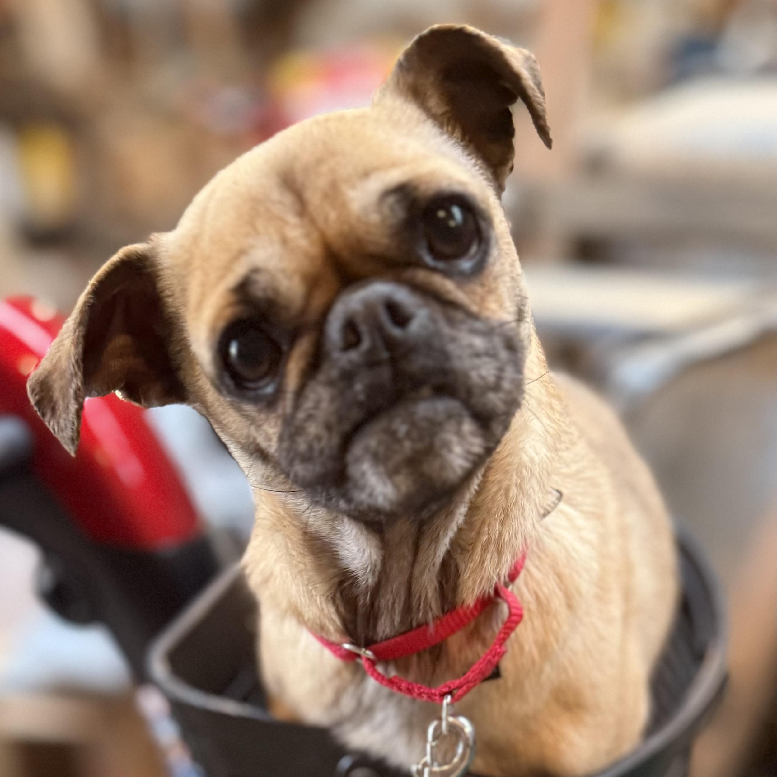 Enlarge Suri, a ADOPTABLE Pug in South Saint Paul, MN image 2/5