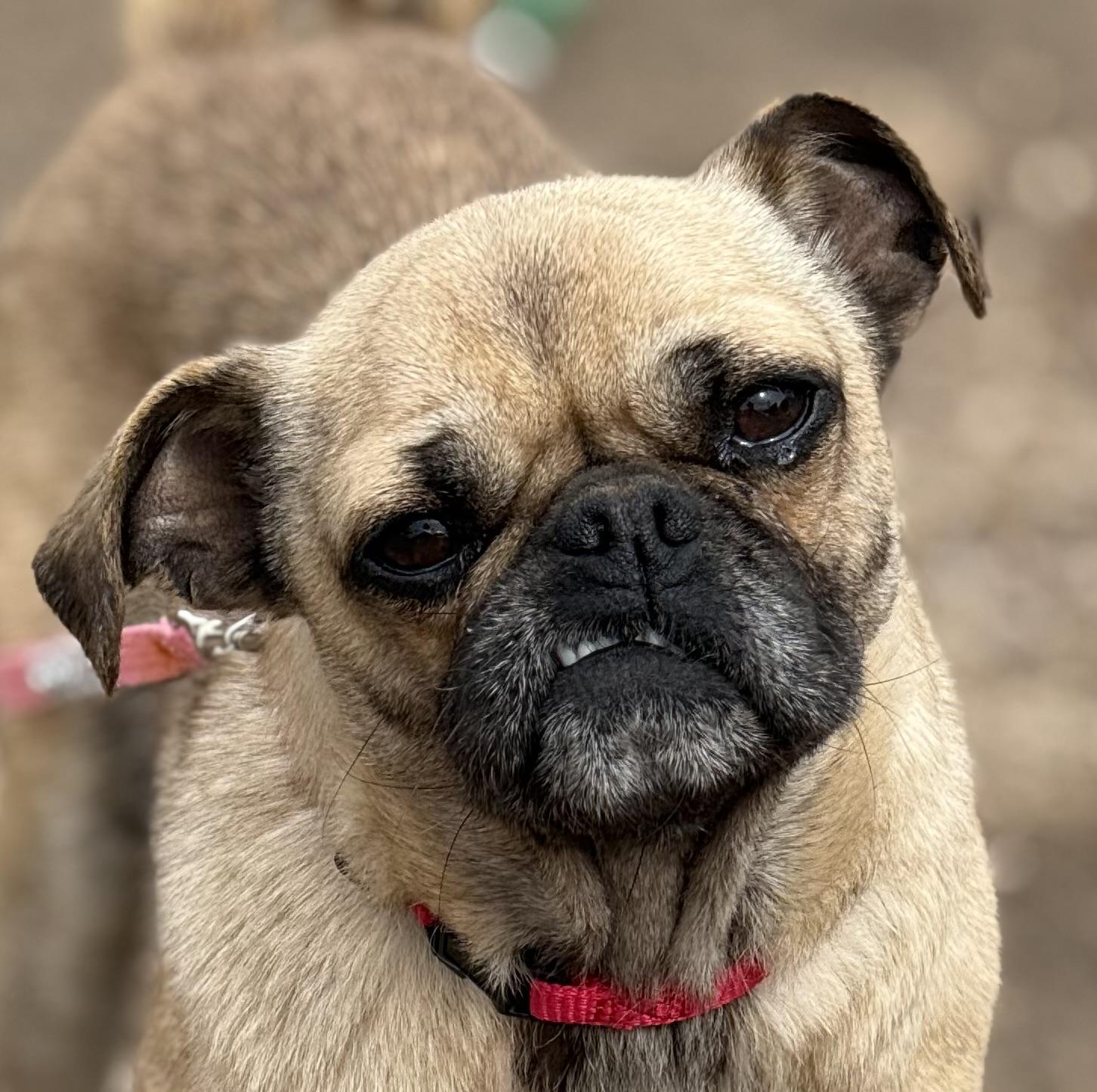 Enlarge Suri, a ADOPTABLE Pug in South Saint Paul, MN image 4/5