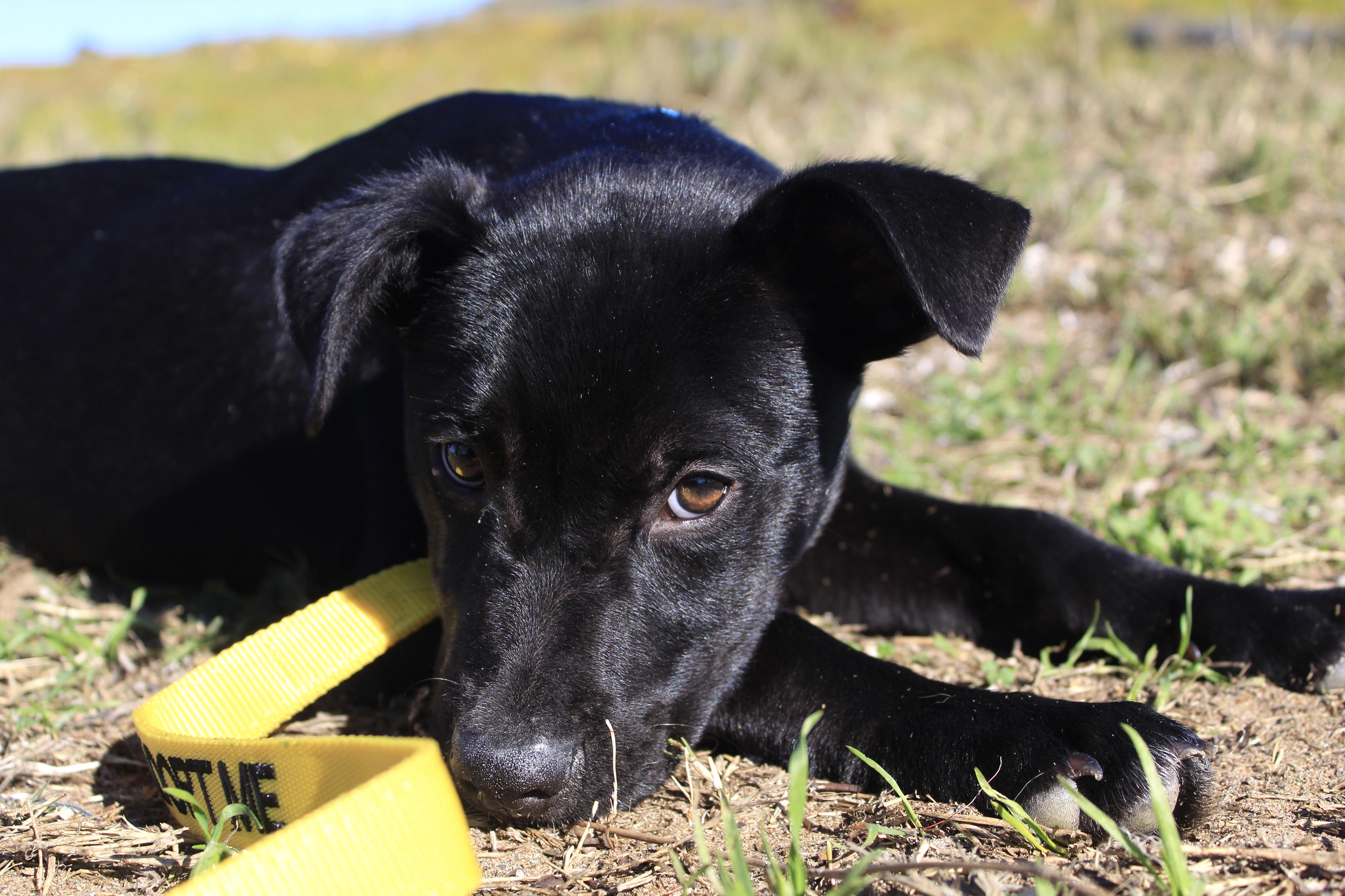 Koji, Adopted, Puppy Male Mixed Breed.