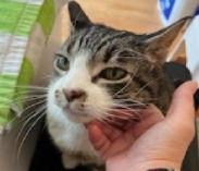 Bubbles, Adoptable, Senior Female Domestic Short Hair.