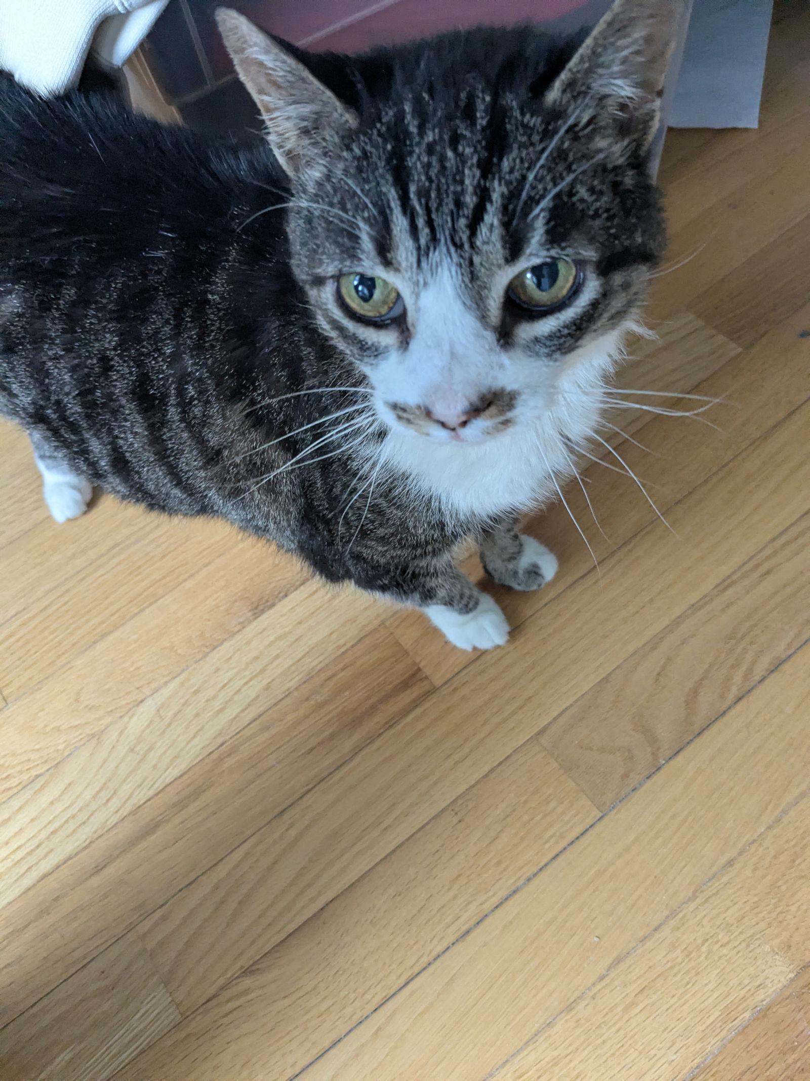 Bubbles, Adoptable, Senior Female Domestic Short Hair.