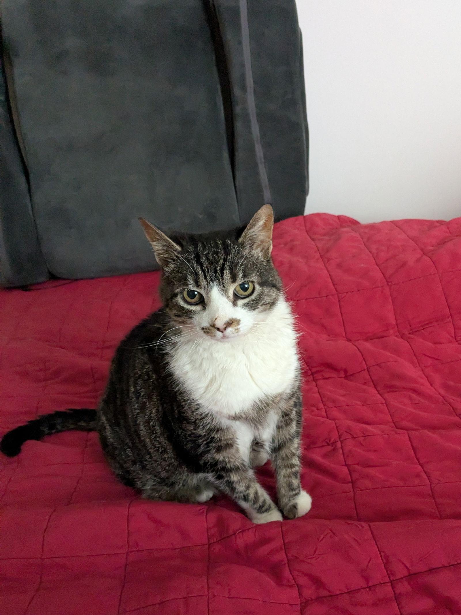 Bubbles, a Adoptable Domestic Short Hair in Herndon, VA image 2/3