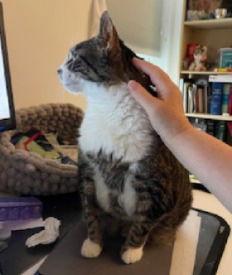 Enlarge Bubbles, a Adoptable Domestic Short Hair in Herndon, VA image 2/3