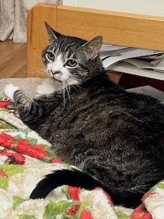 Enlarge Bubbles, a Adoptable Domestic Short Hair in Herndon, VA image 3/3