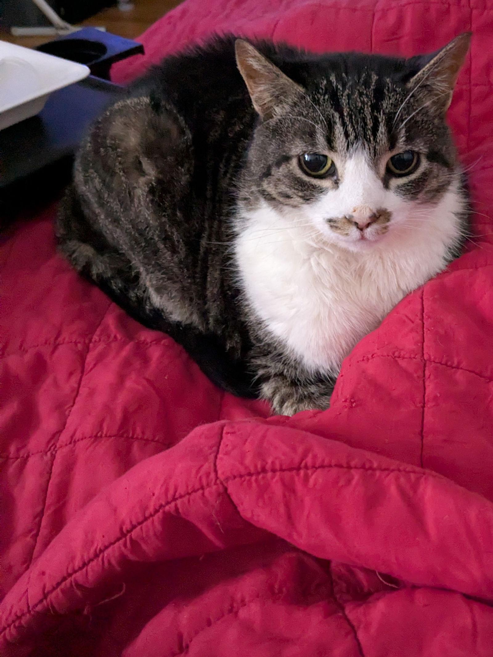 Bubbles, a Adoptable Domestic Short Hair in Herndon, VA image 3/3