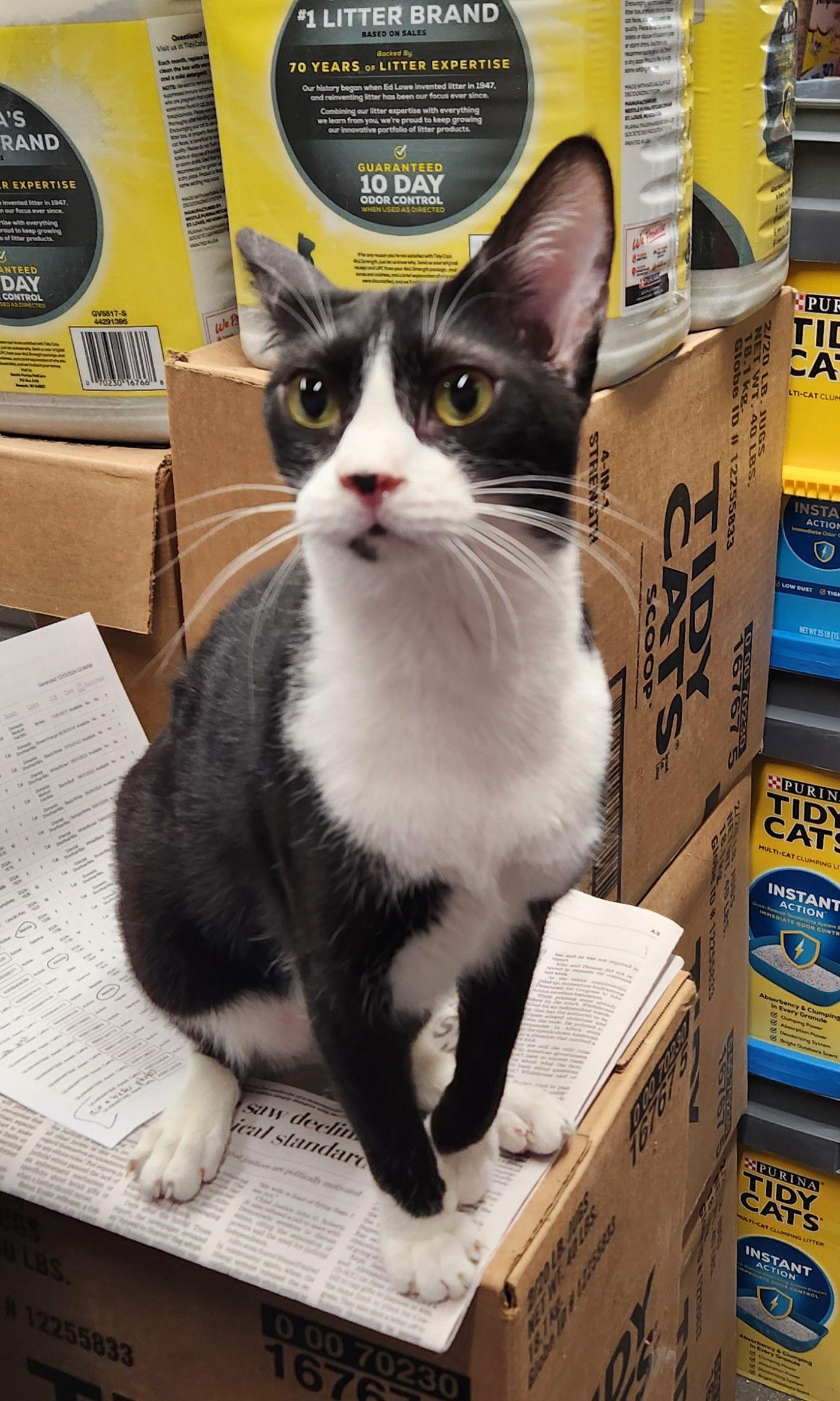 Enlarge Pink (& Lazarus) bonded, a Adoptable mixed breed in Herndon, VA image 2/3