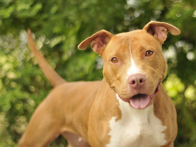 POCAHONTAS, Adoptable, Adult Female American Bulldog.