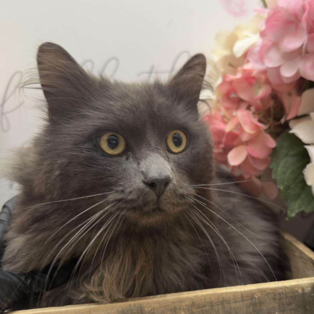 Sunshine, Adoptable, Adult Male Domestic Medium Hair.