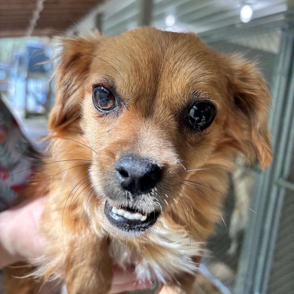 Enlarge Cupcake HW+, a Adoptable mixed breed in Franklin, NC image 2/2