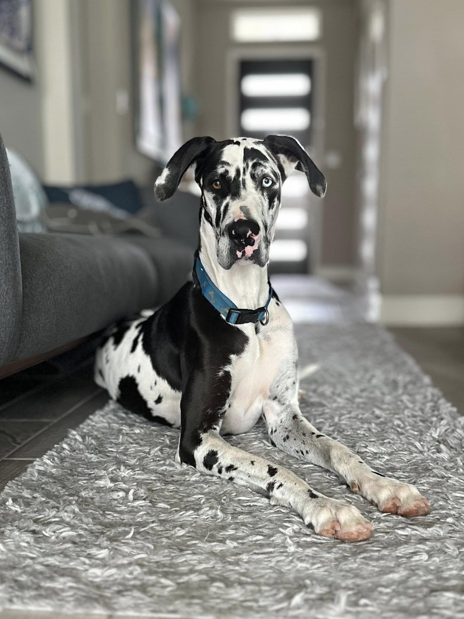 Enlarge Bella, a Adopted Great Dane in Austin, TX image 1/2