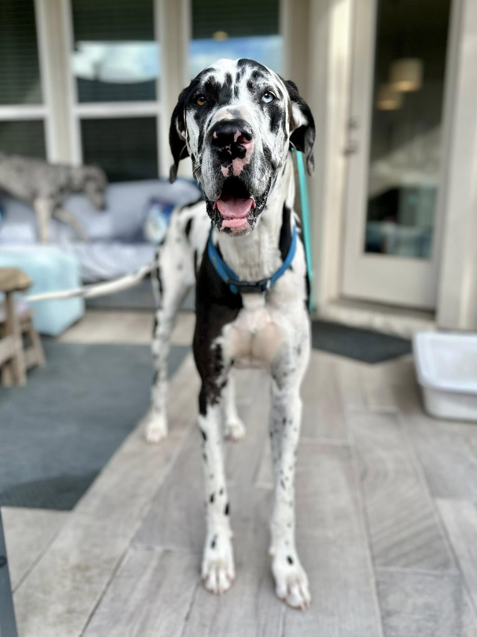 Enlarge Bella, a Adopted Great Dane in Austin, TX image 2/2