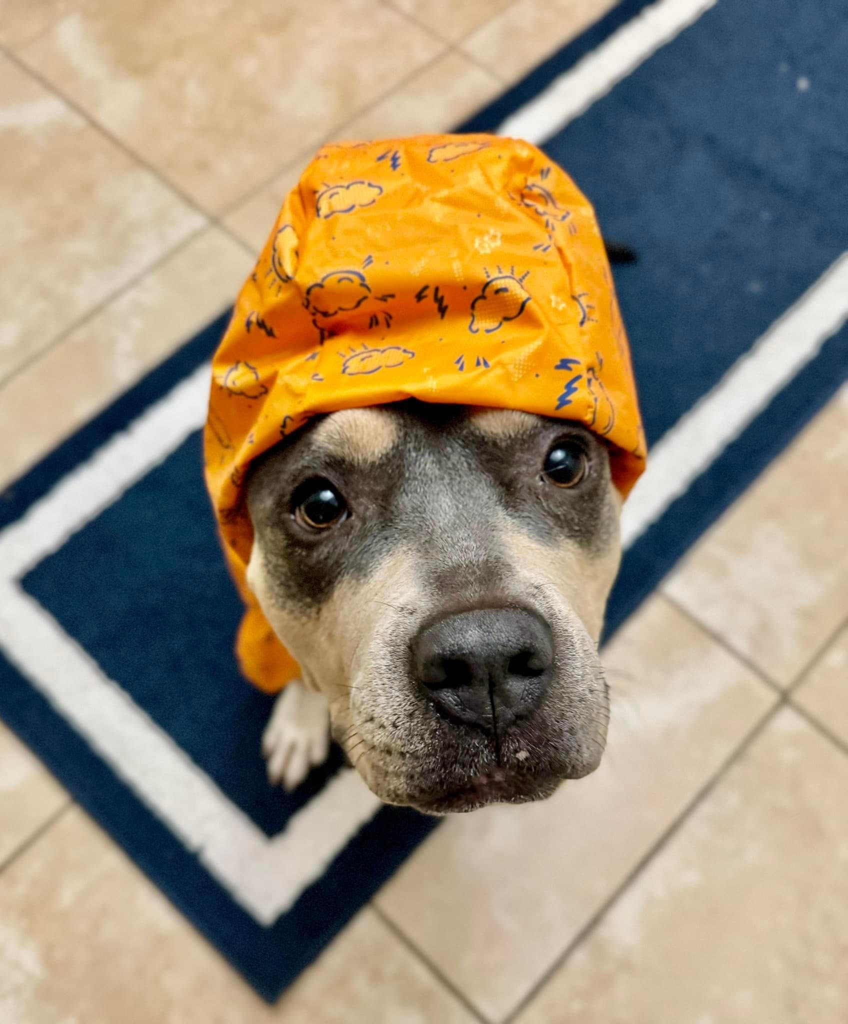 Enlarge Sweet Pea, a Adopted Pit Bull Terrier in Mount Meigs, AL image 3/4