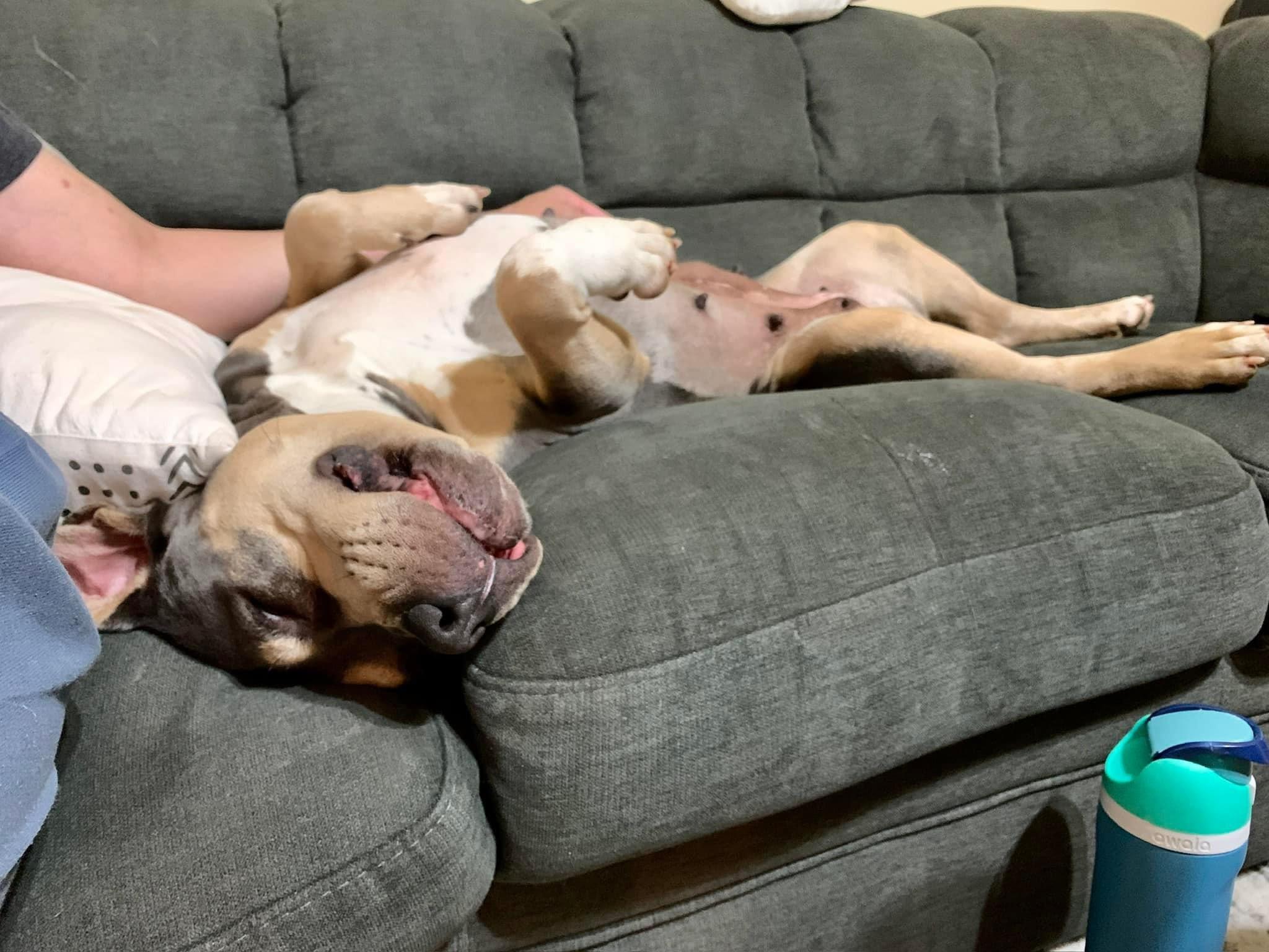 Enlarge Sweet Pea, a Adopted Pit Bull Terrier in Mount Meigs, AL image 4/4