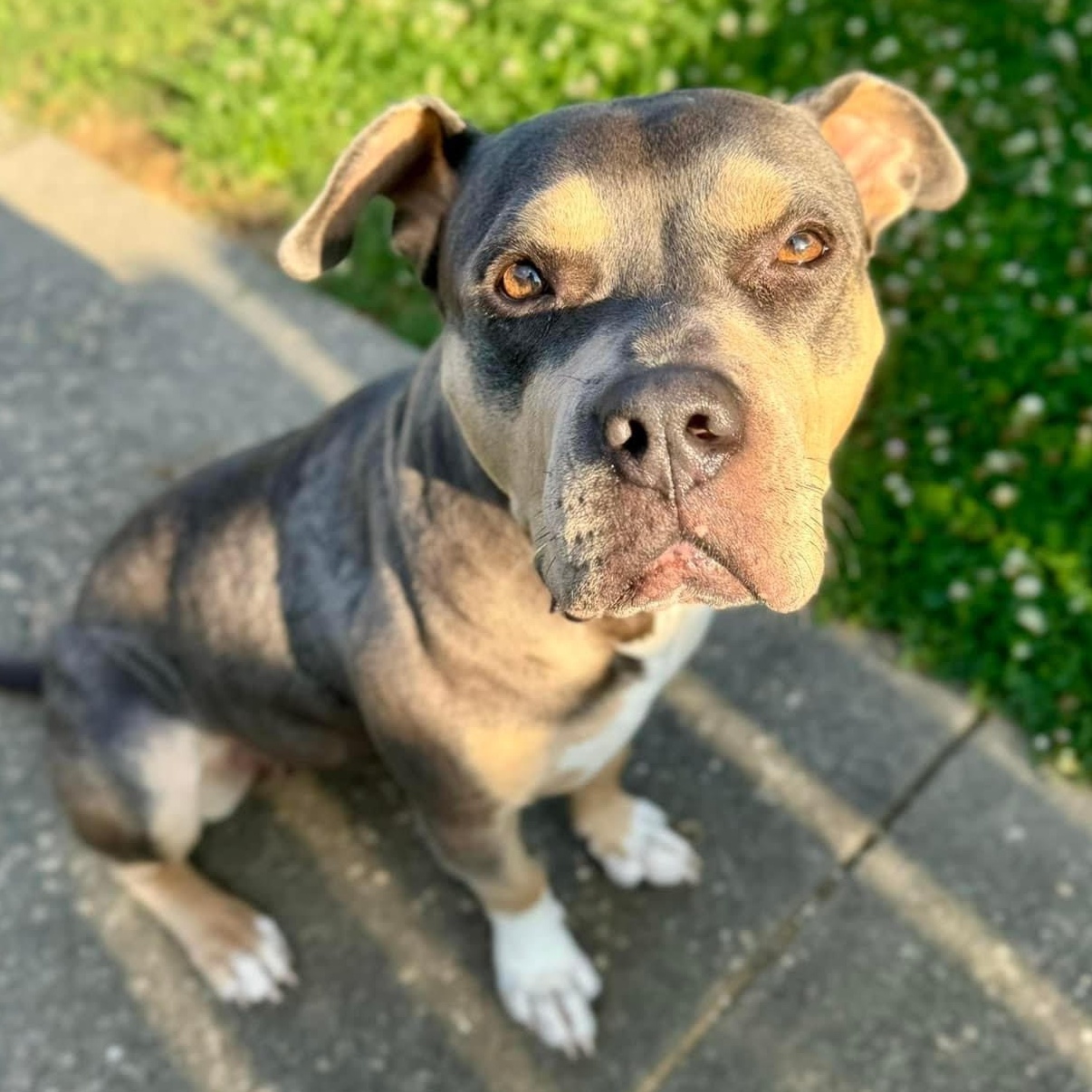 Enlarge Sweet Pea, a Adopted Pit Bull Terrier in Mount Meigs, AL image 1/4