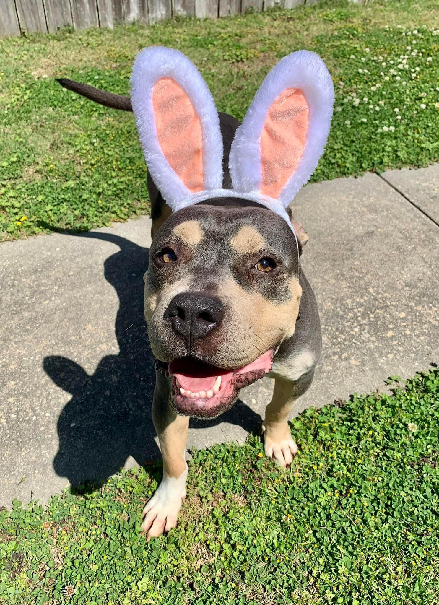 Enlarge Sweet Pea, a Adopted Pit Bull Terrier in Mount Meigs, AL image 2/4