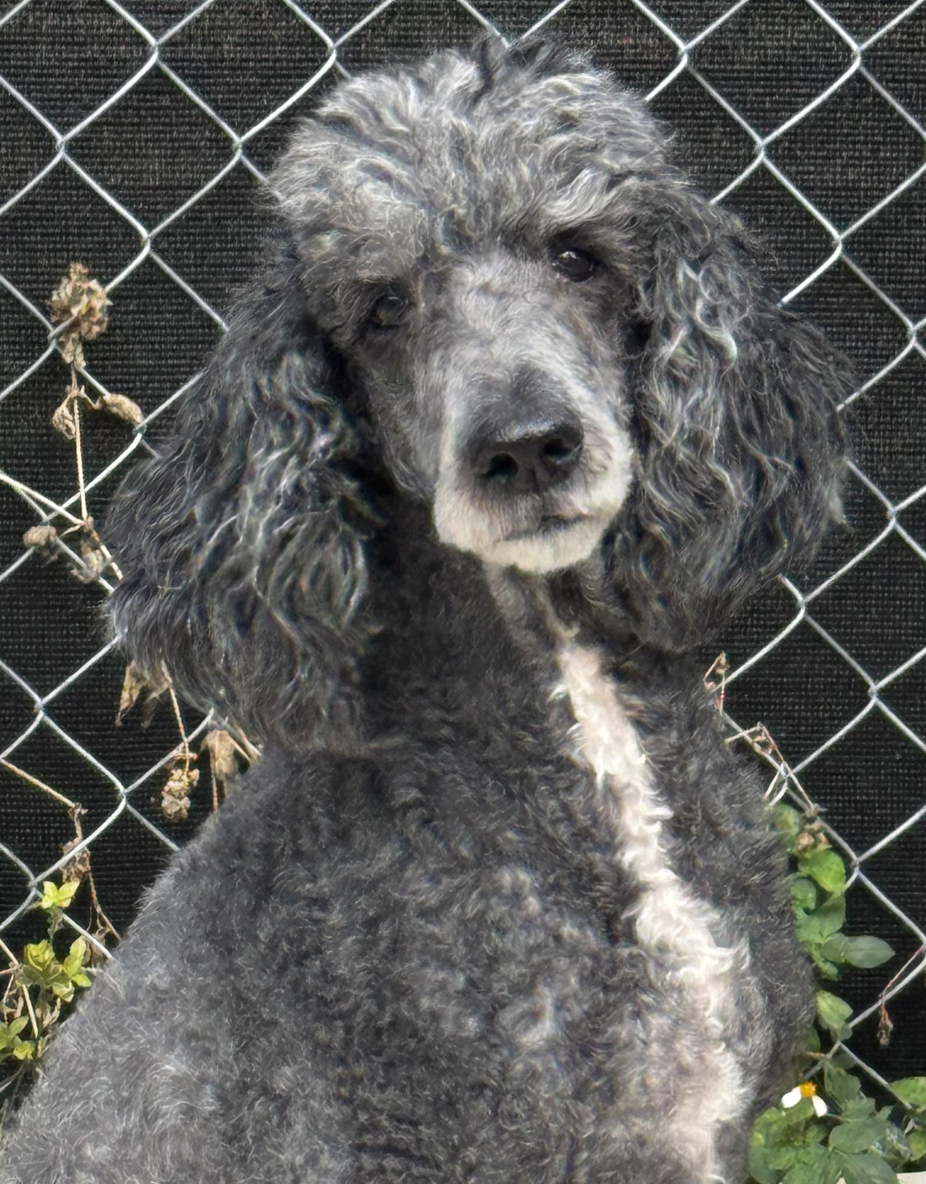 Enlarge Love me Jazmine!!!!!!!!, a ADOPTABLE Poodle in Fort Myers Beach, FL image 2/2