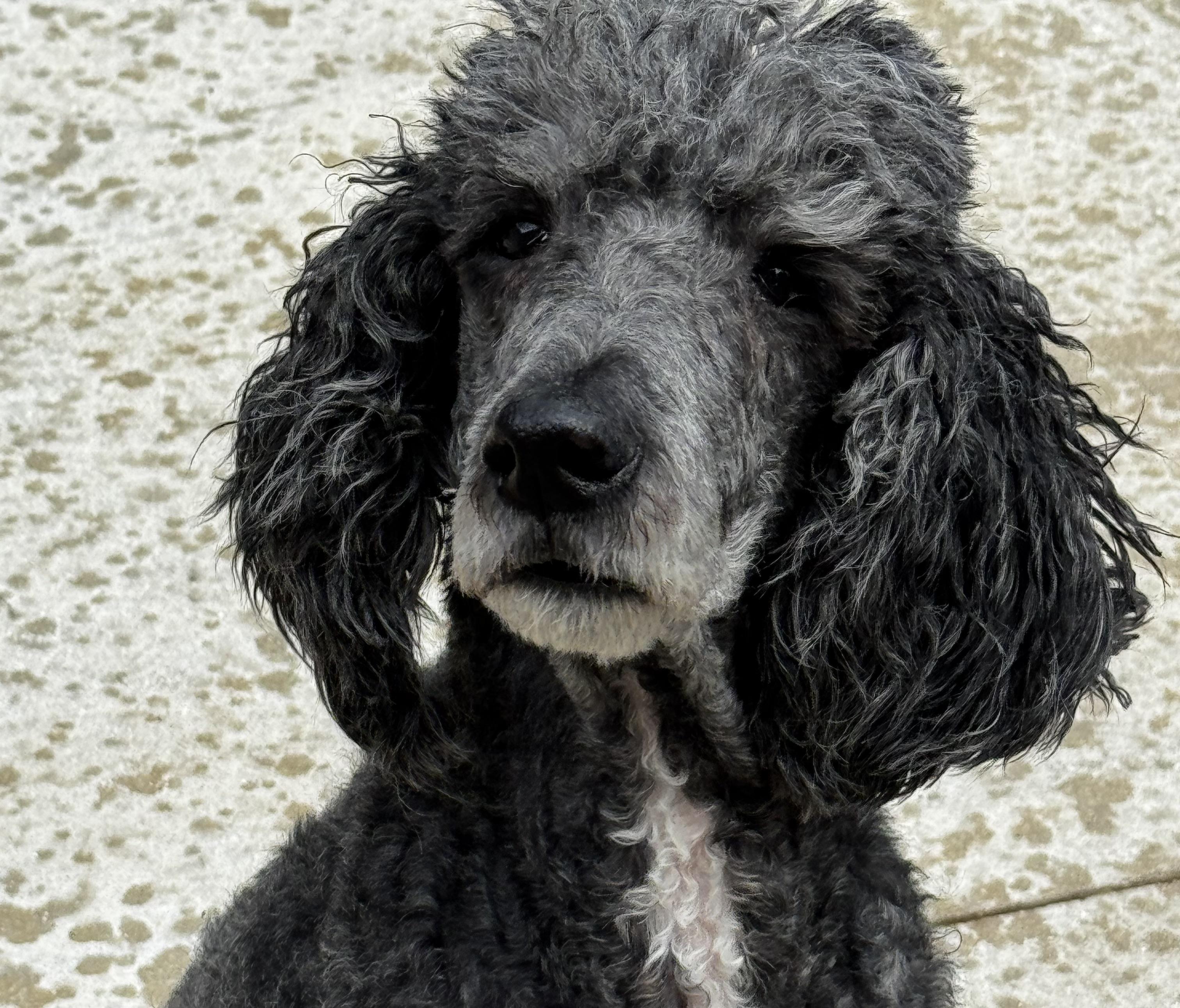 Love me Jazmine!!!!!!!!, ADOPTABLE, Senior Female Poodle.