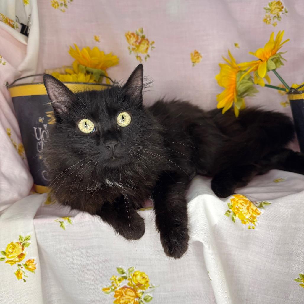 Rosemary, a Adoptable mixed breed in Mount Vernon, IL image 3/6