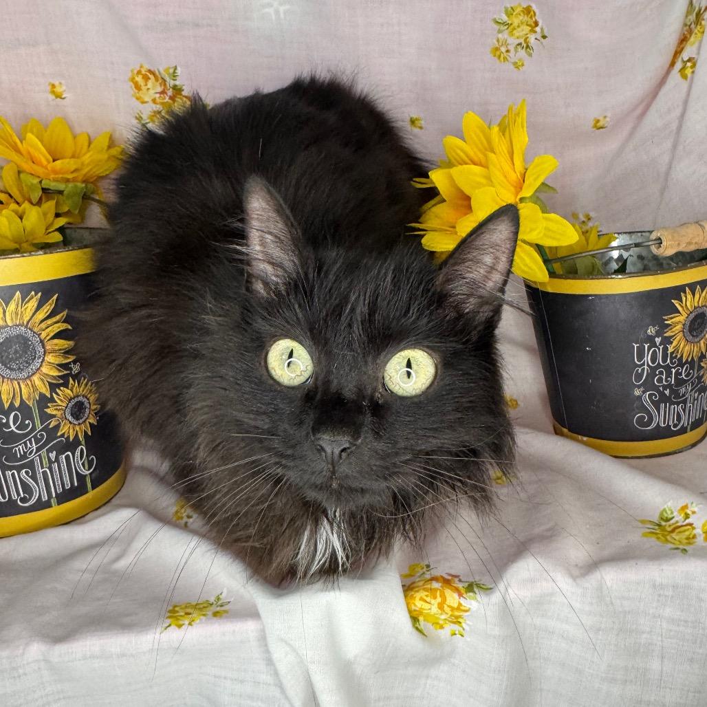 Rosemary, a Adoptable mixed breed in Mount Vernon, IL image 5/6