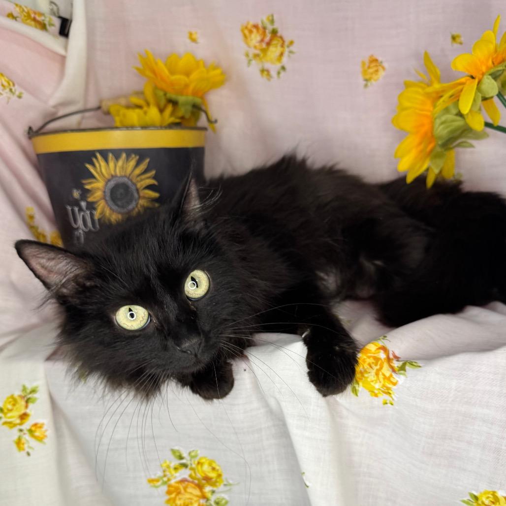 Rosemary, a Adoptable mixed breed in Mount Vernon, IL image 6/6