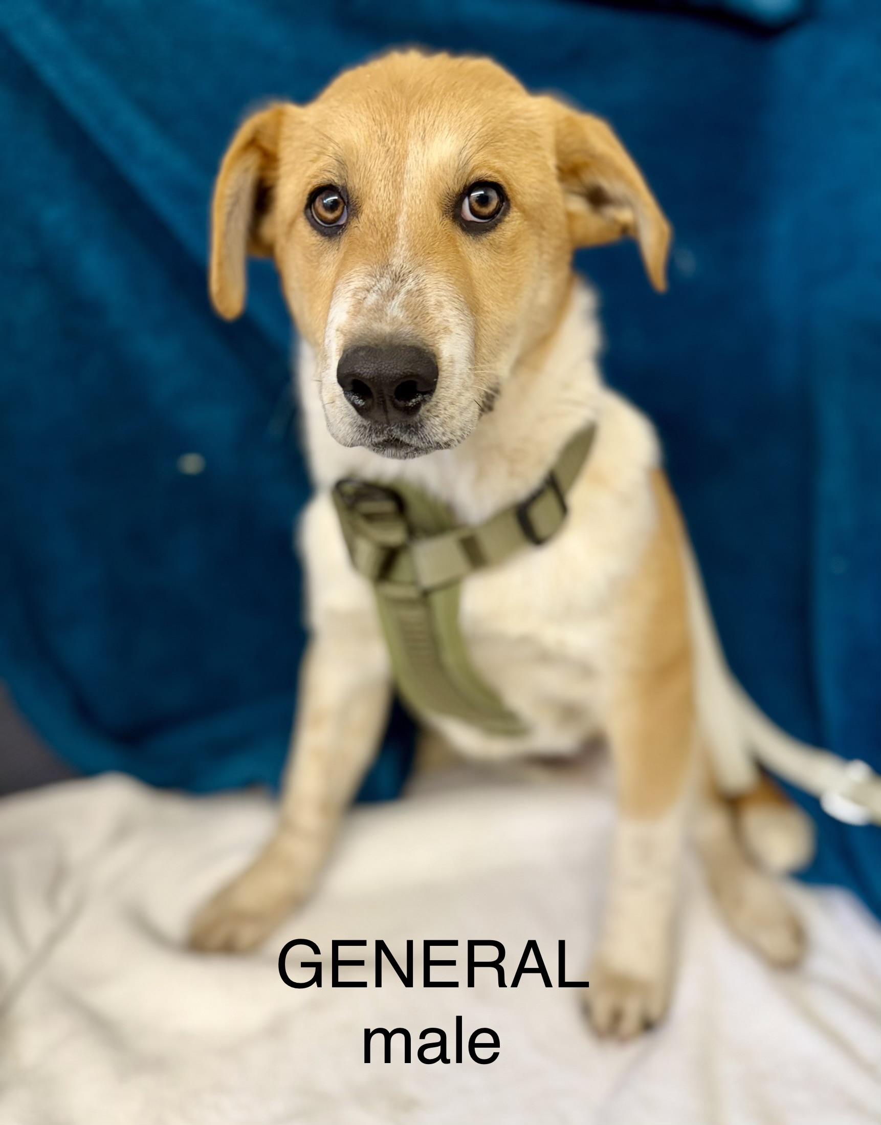 General — thumbnail 5