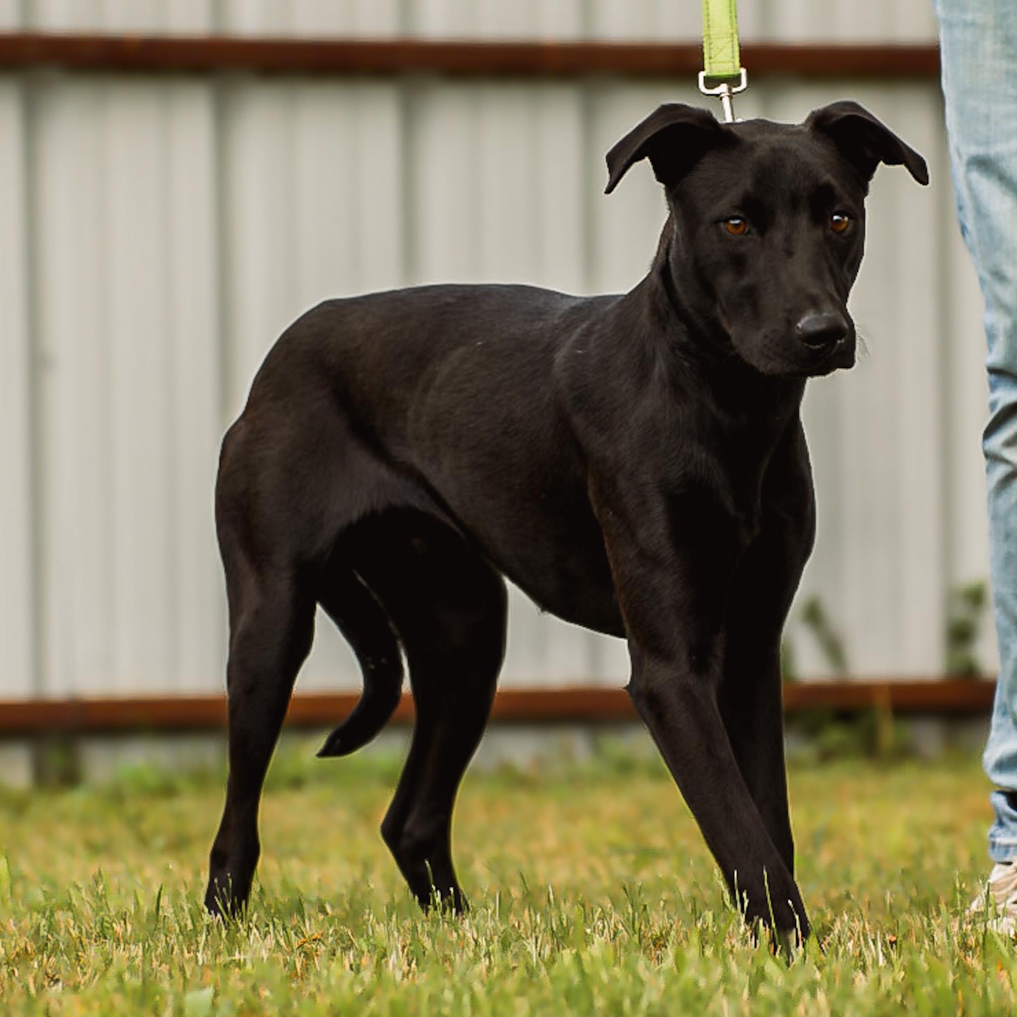 Enlarge Harley, a Adoptable mixed breed in Argyle, TX image 4/5