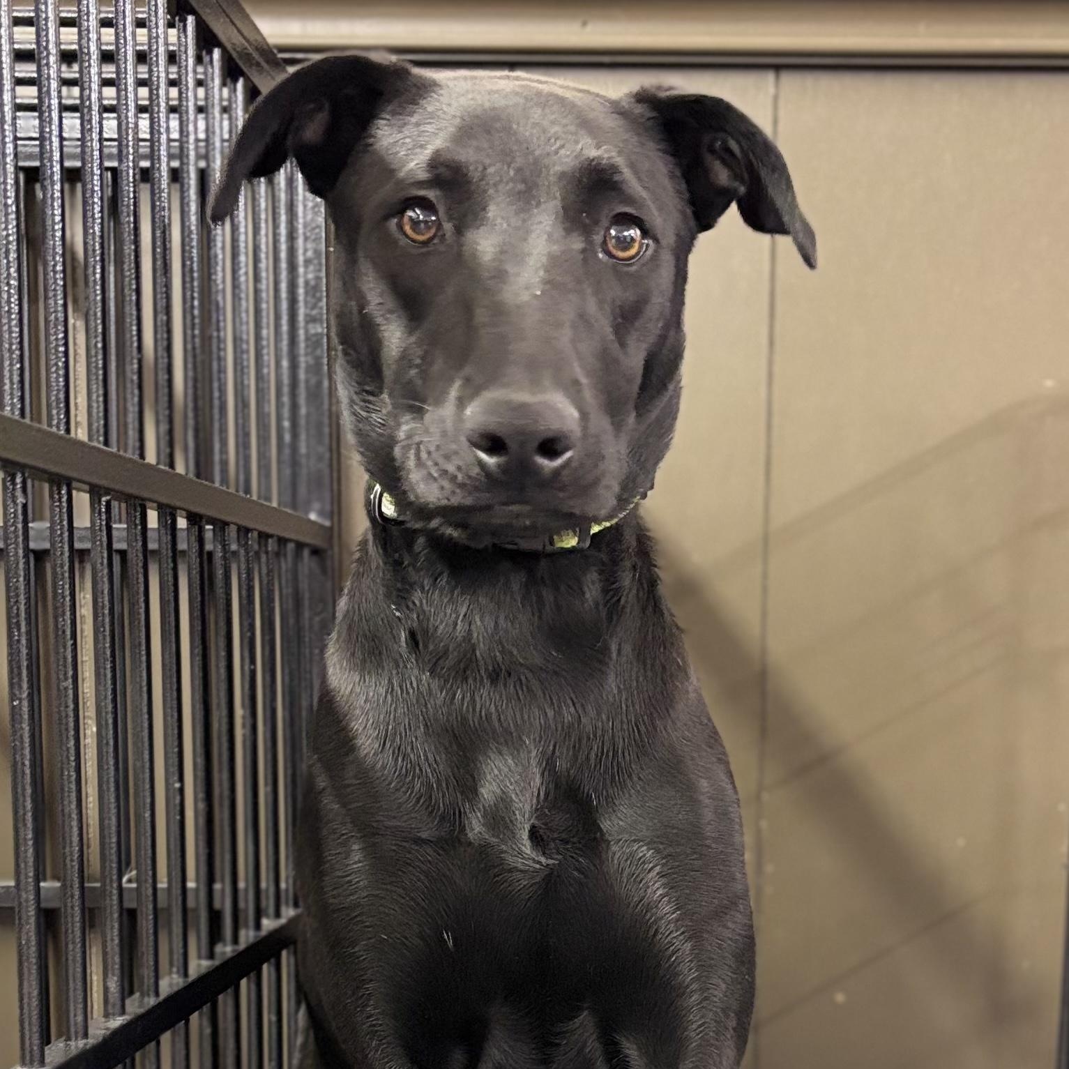 Harley, Adoptable, Young Male Terrier & Black Labrador Retriever.