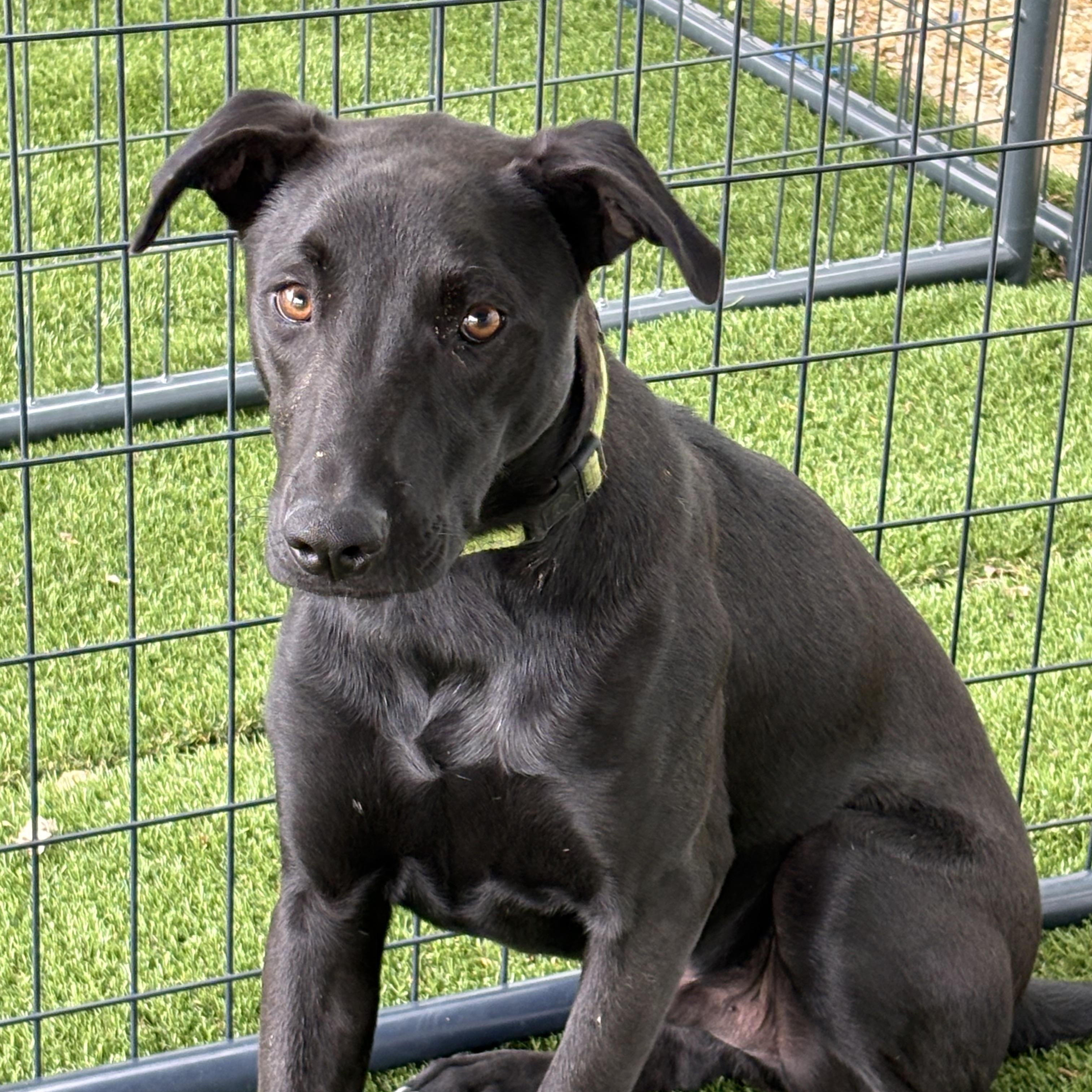 Enlarge Harley, a Adoptable mixed breed in Burleson, TX image 2/3