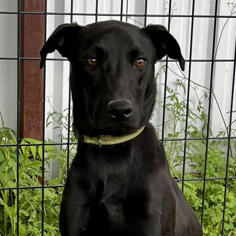 Enlarge Harley, a Adoptable mixed breed in Argyle, TX image 3/5